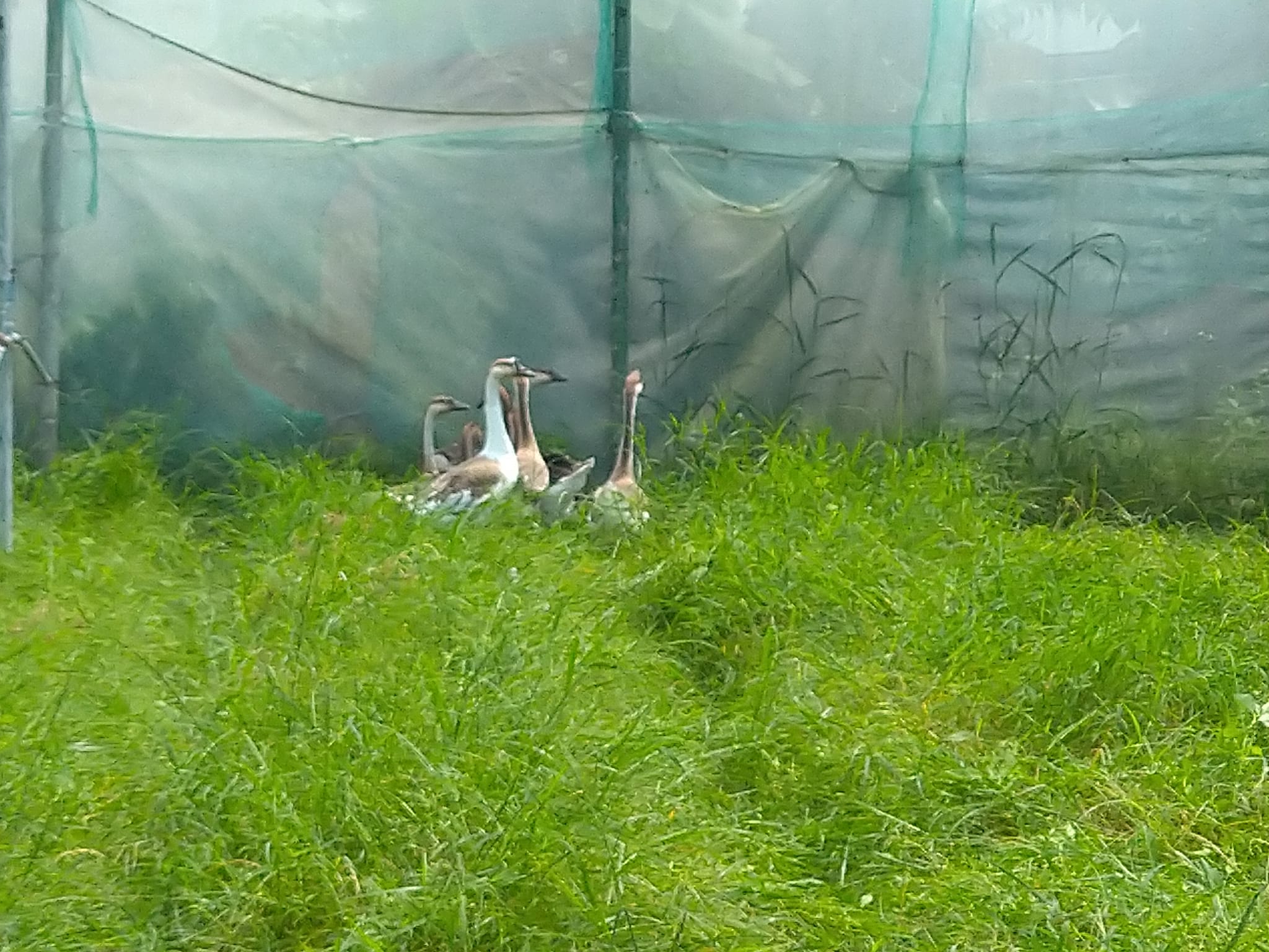 找來喜愛吃草的除草志工，讓牠們來清理這片雜草。