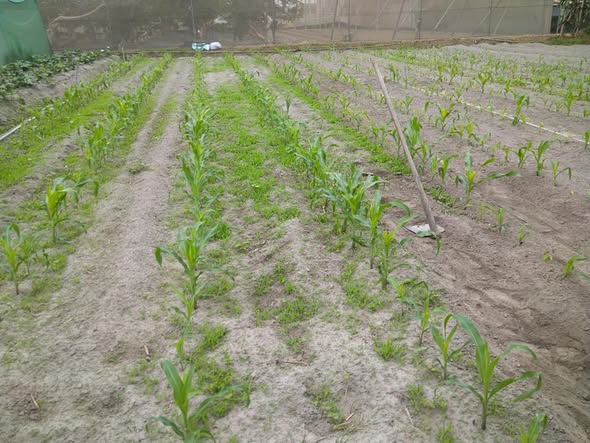 完成了雪寶玉米除草+輕培土