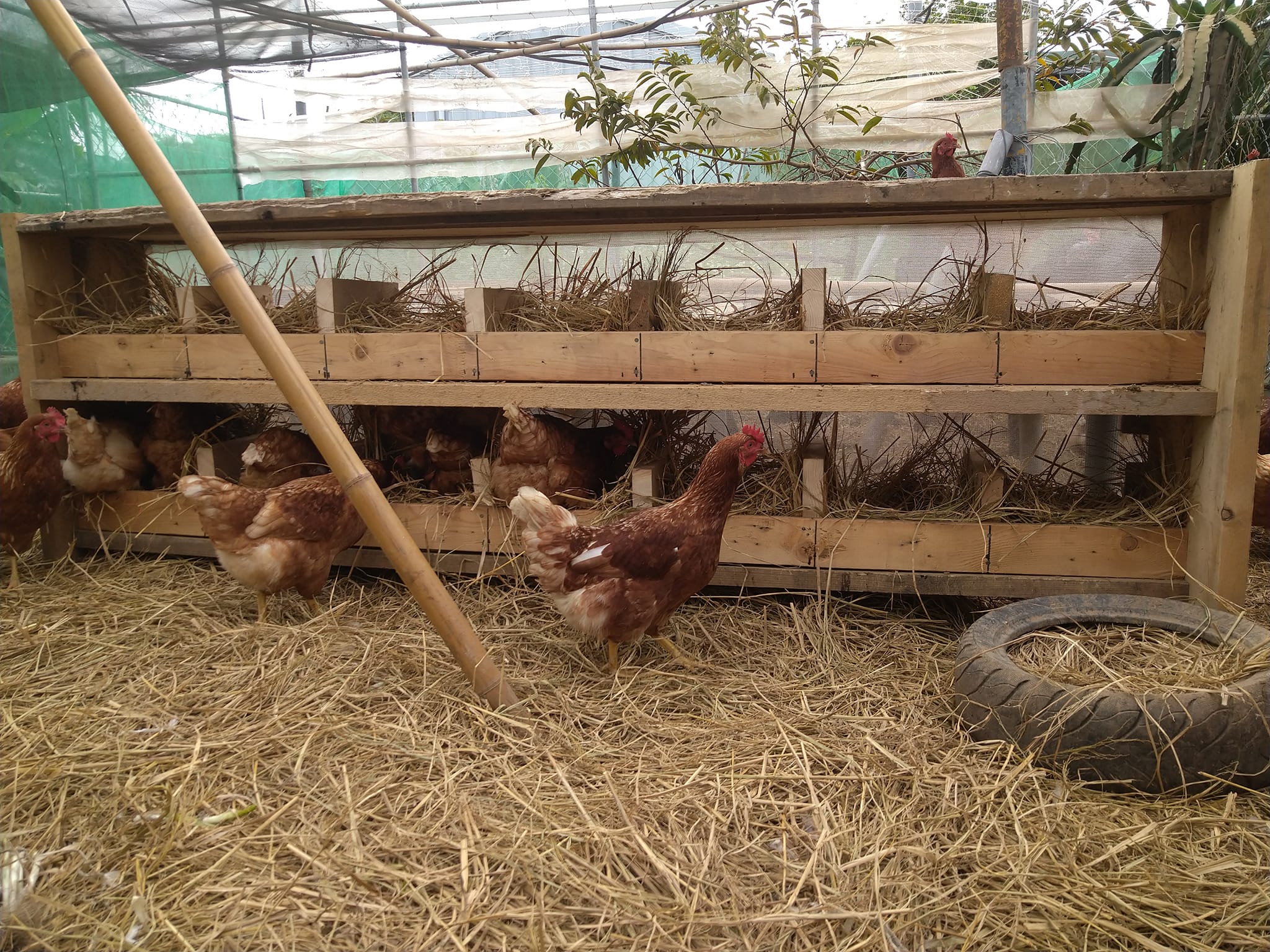 新增一區蛋雞產房製作