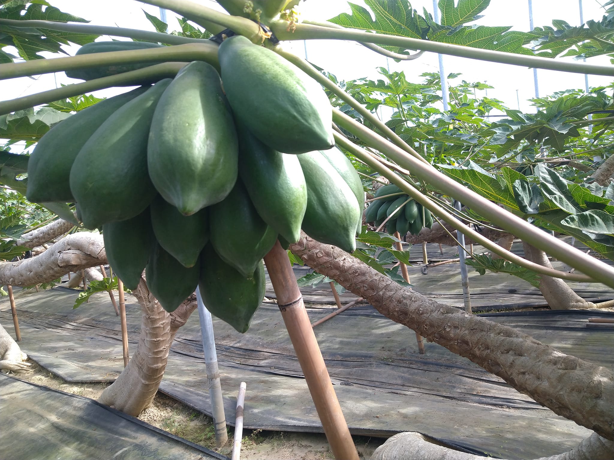 木瓜樹上果粒轉熟變慢