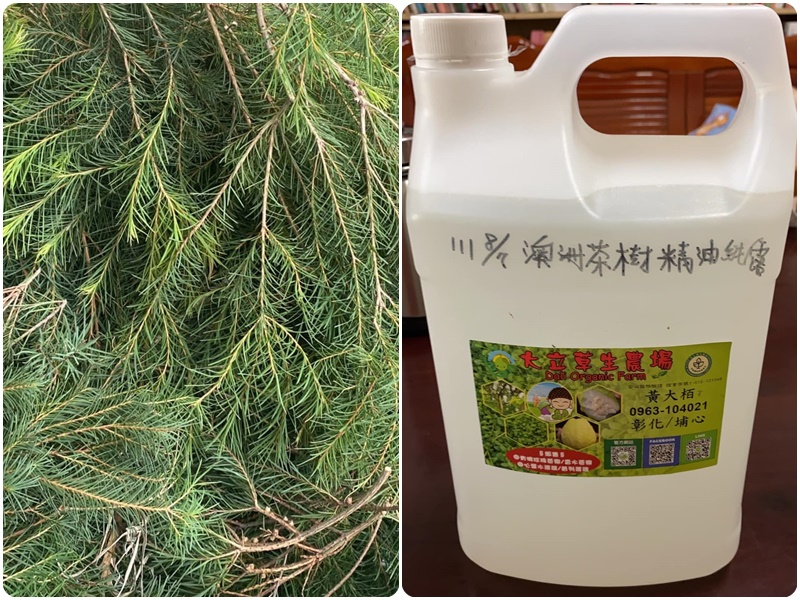 澳洲茶樹精油純露