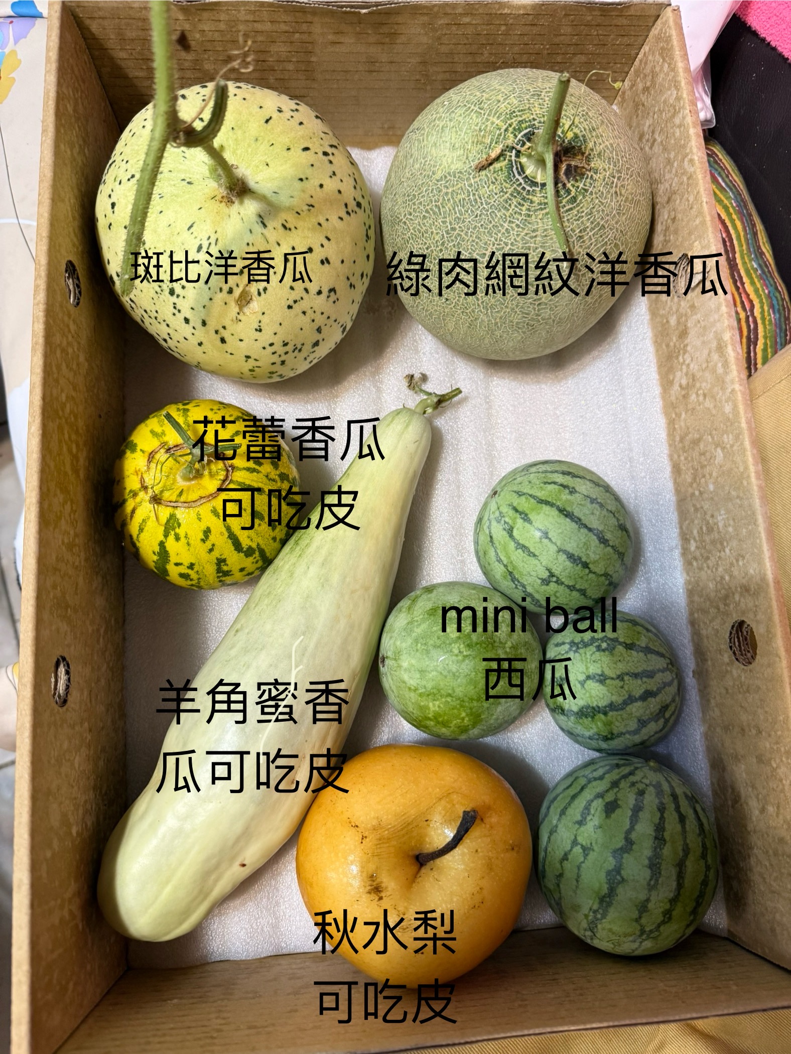 斑比洋香瓜、綠肉網紋洋香瓜、花蕾香瓜、羊角蜜瓜、秋水梨、西瓜