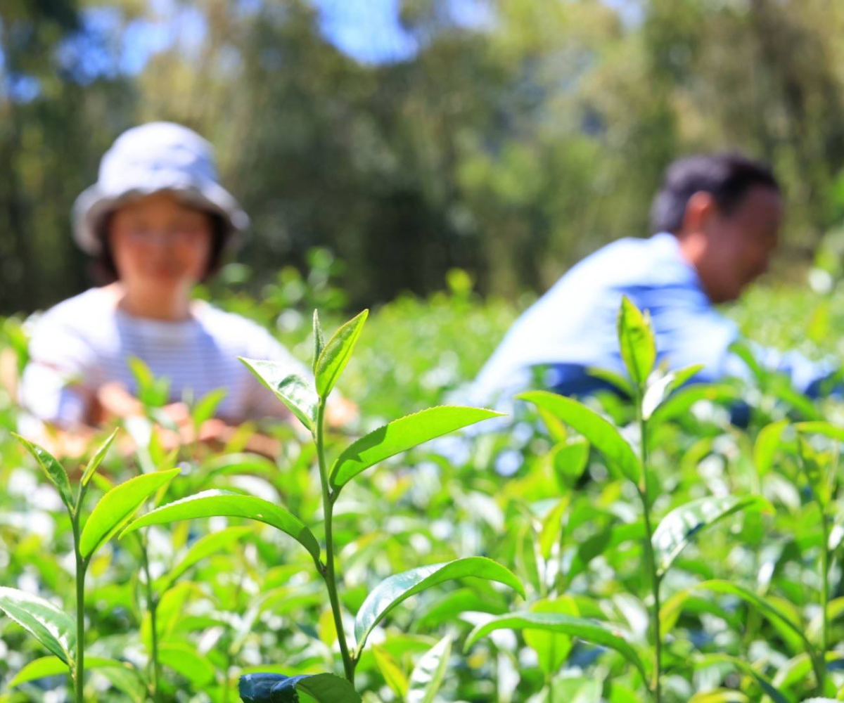 佳禾製茶廠-農產品