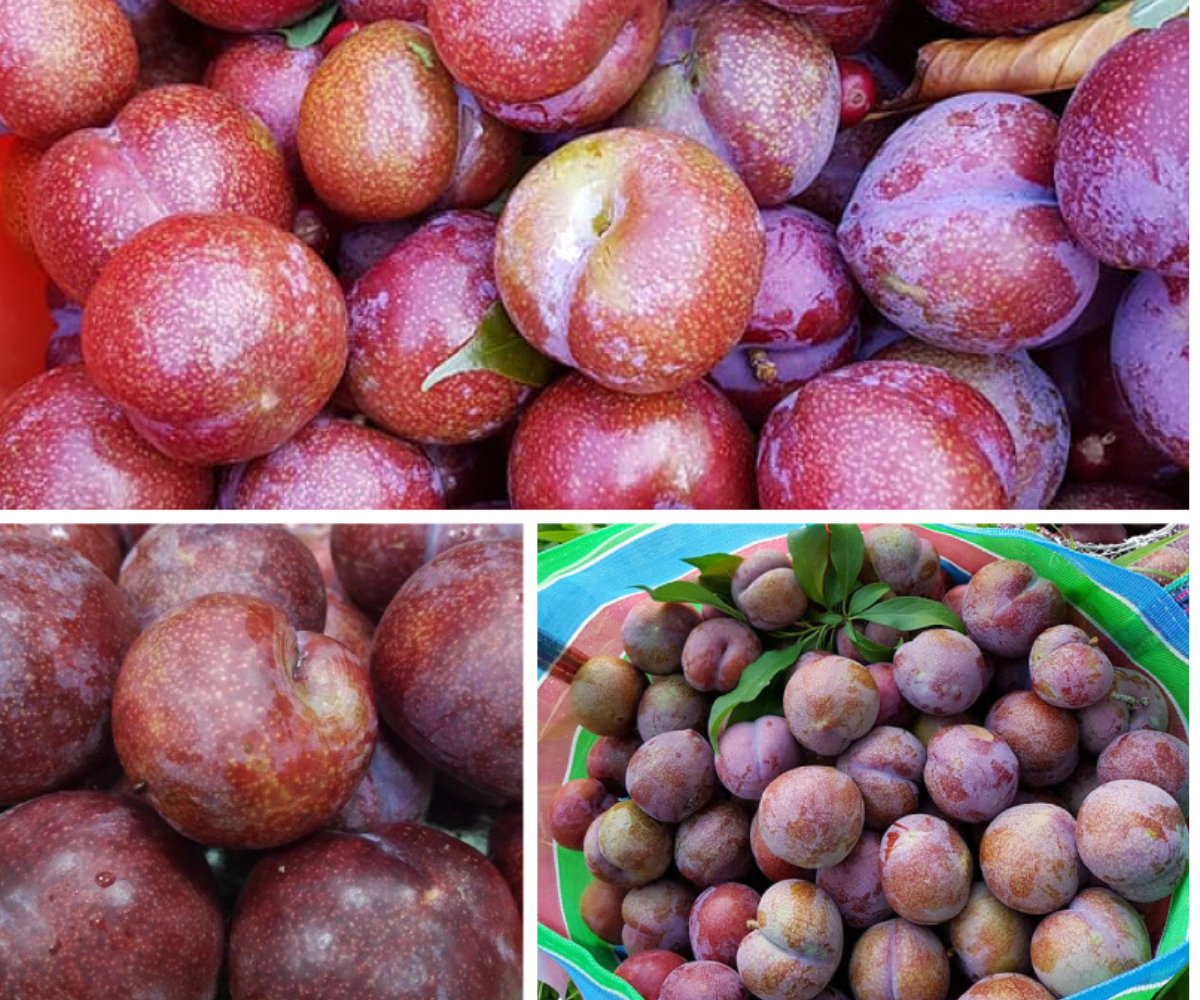 佳禾製茶廠-農產品