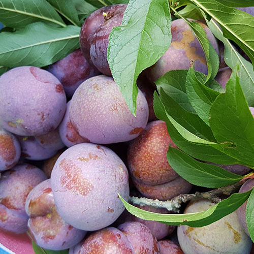 阿里山無毒耕種高山紅肉李(600G)