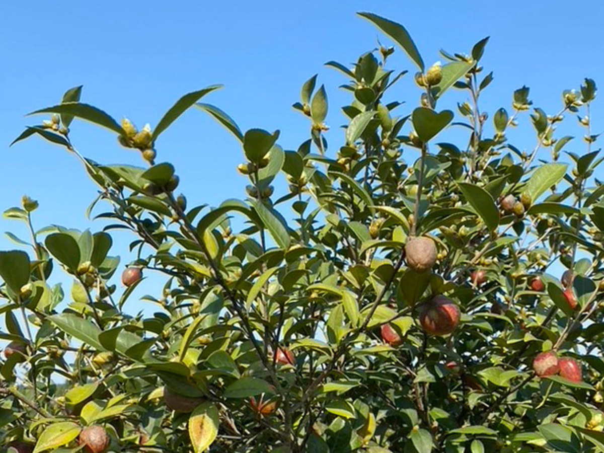 台北盛生食品有限公司-土產品