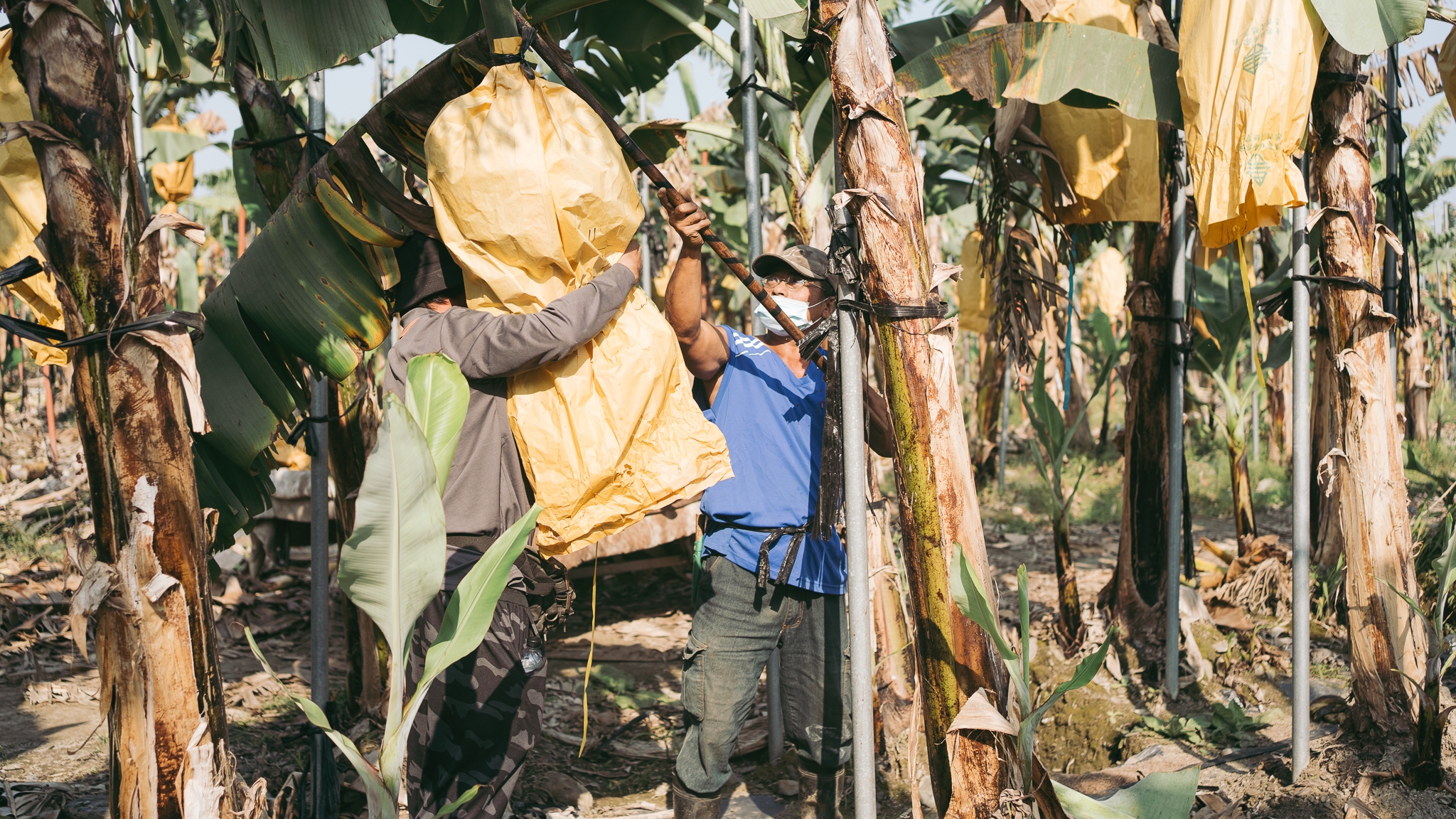藝隆農產有限公司-農產品