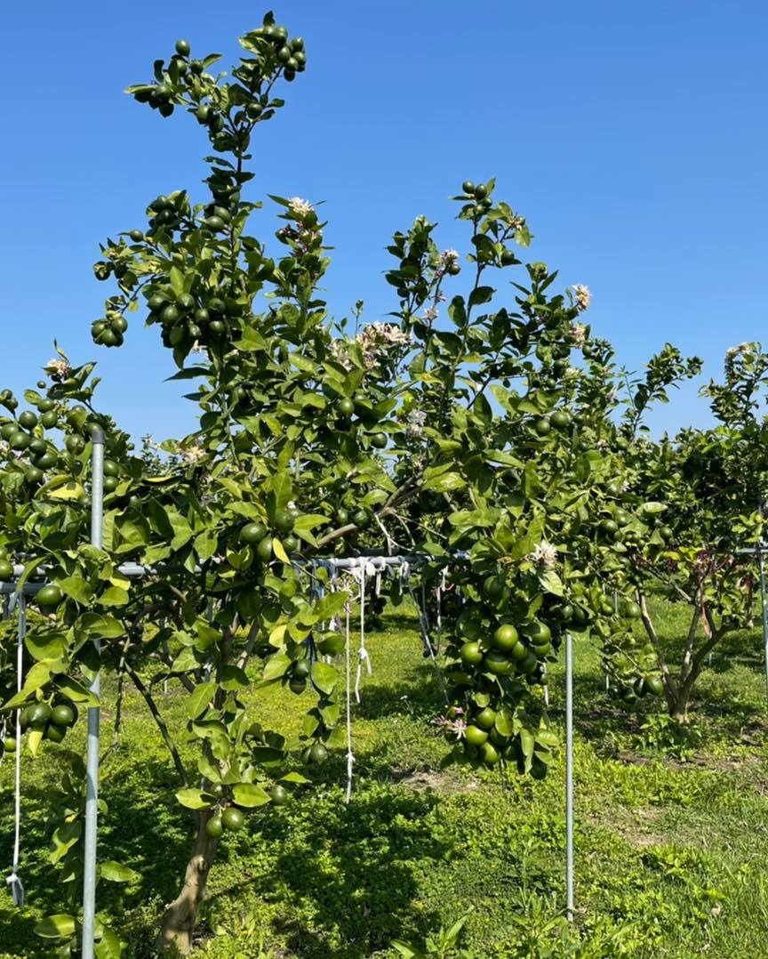 友善栽種-通過中興大學產銷履歷認證