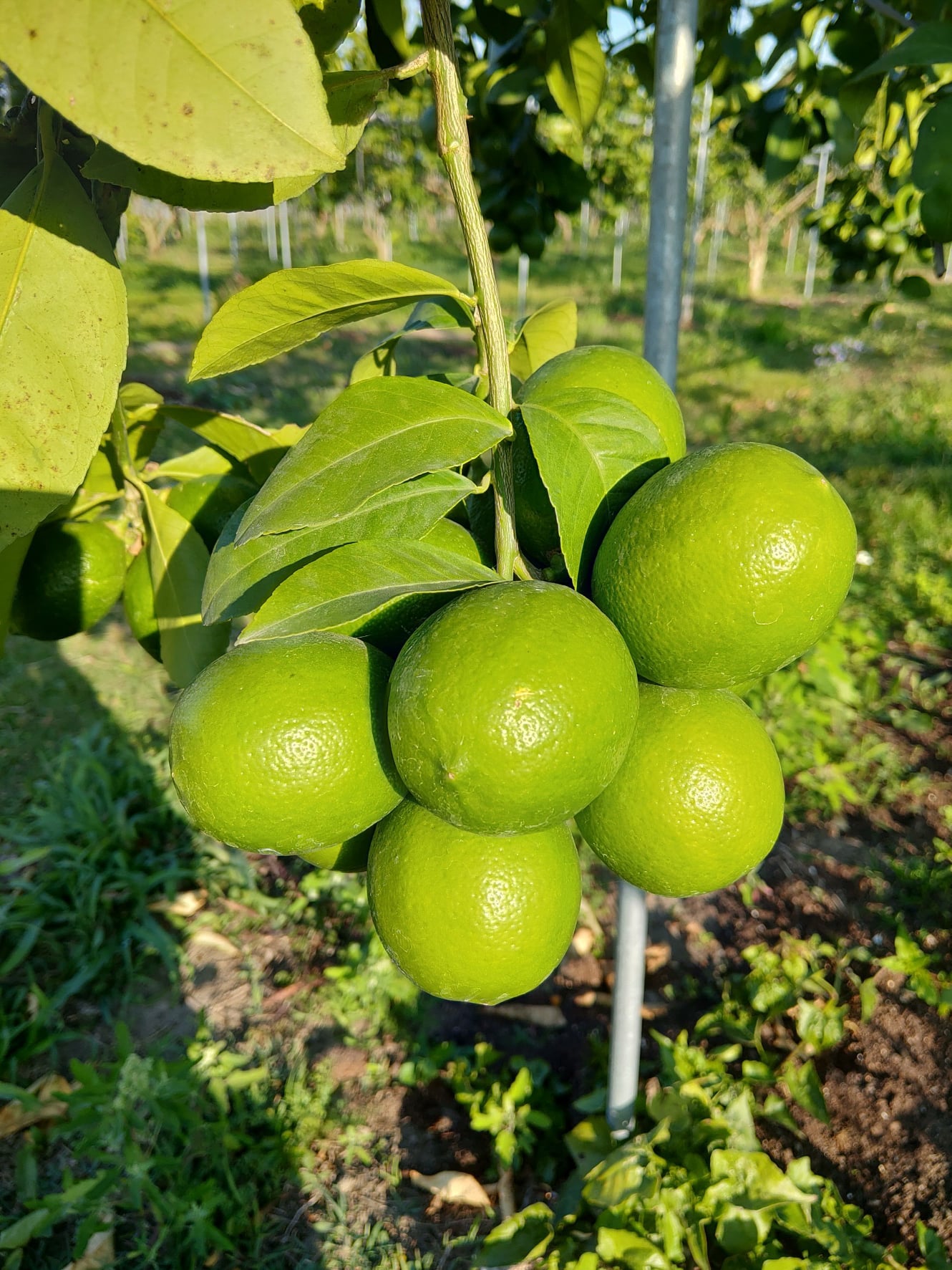 全台唯一-獨家玉翡翠檸檬品種