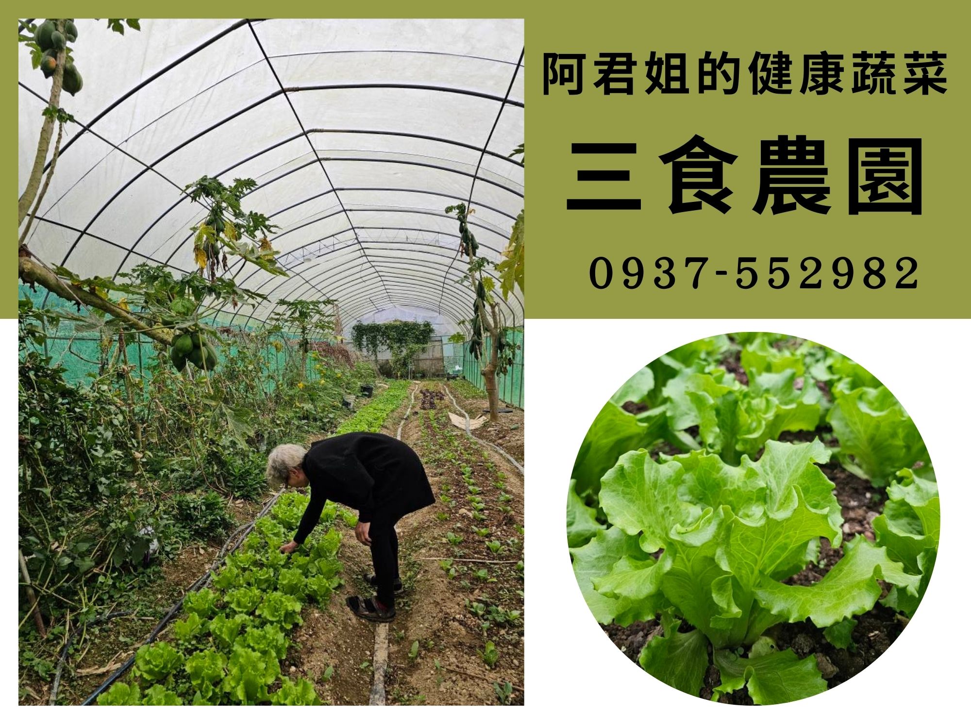 阿君姐的健康蔬菜-三食農園-農產品