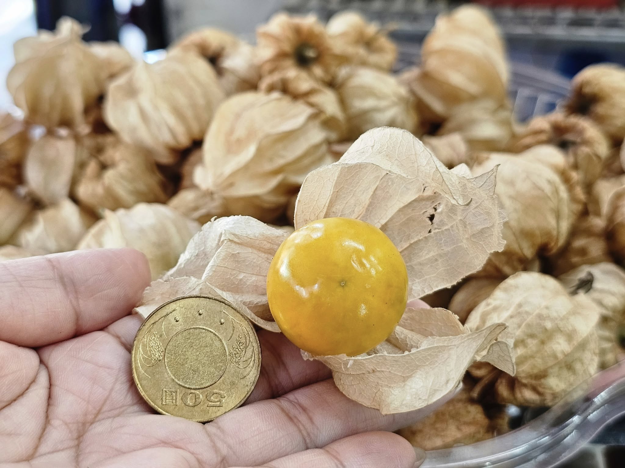 酸漿俗稱「燈籠果」或「黃金莓」