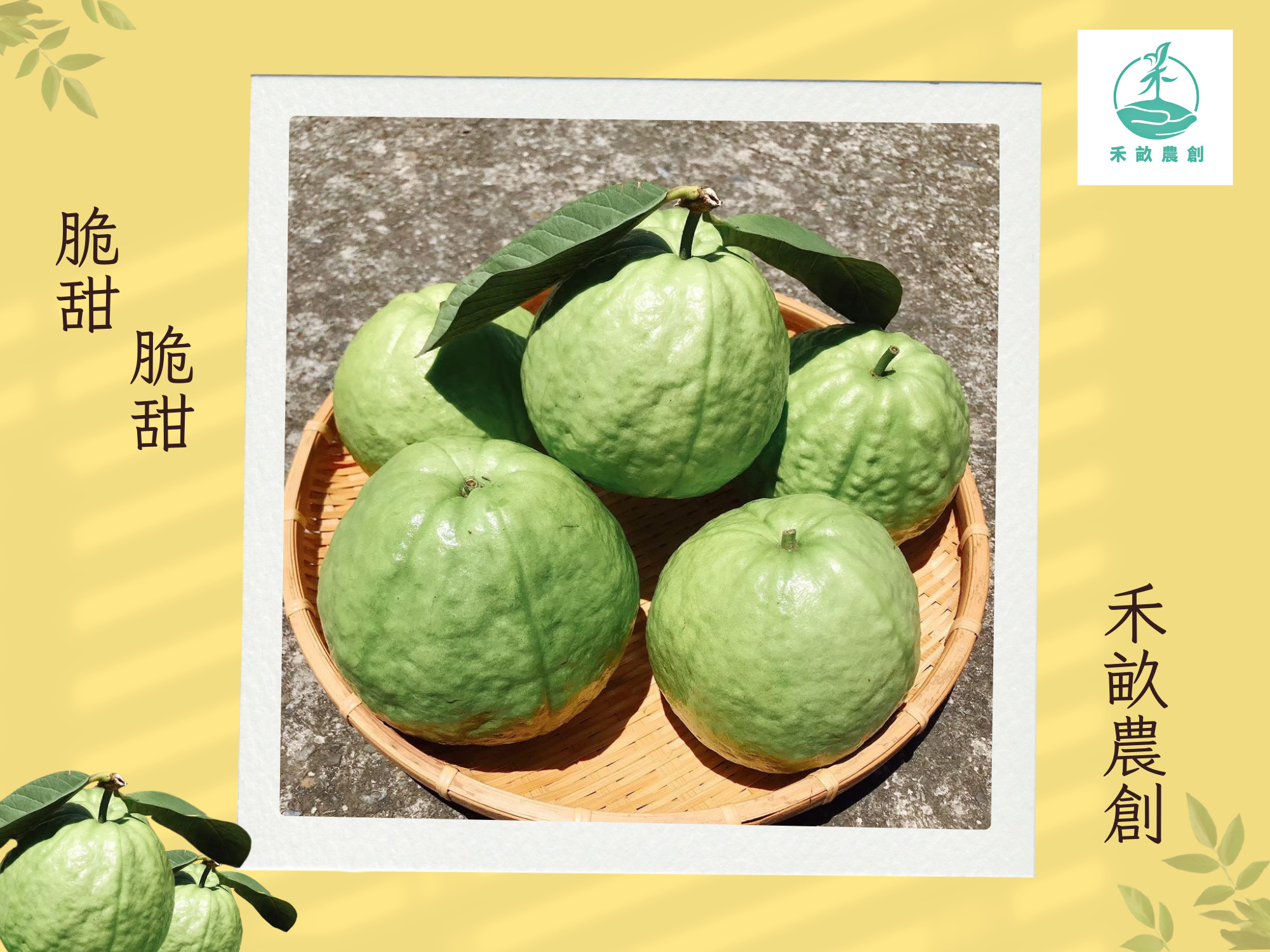 禾畝農創-高雄芭樂｜芭樂宅配｜珍珠芭樂｜芭樂果乾-農產品