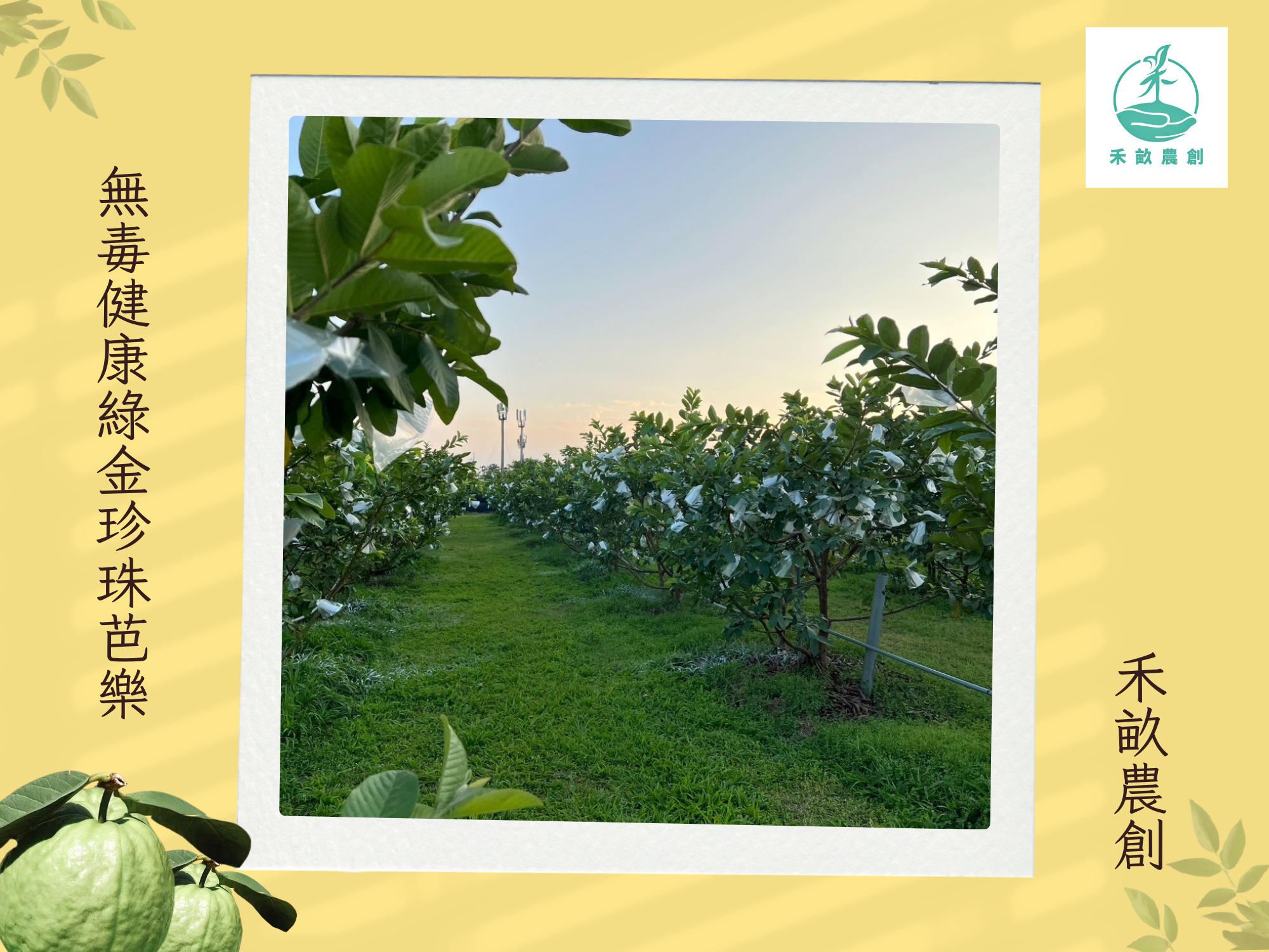 禾畝農創-高雄芭樂｜芭樂宅配｜珍珠芭樂｜芭樂果乾-農產品