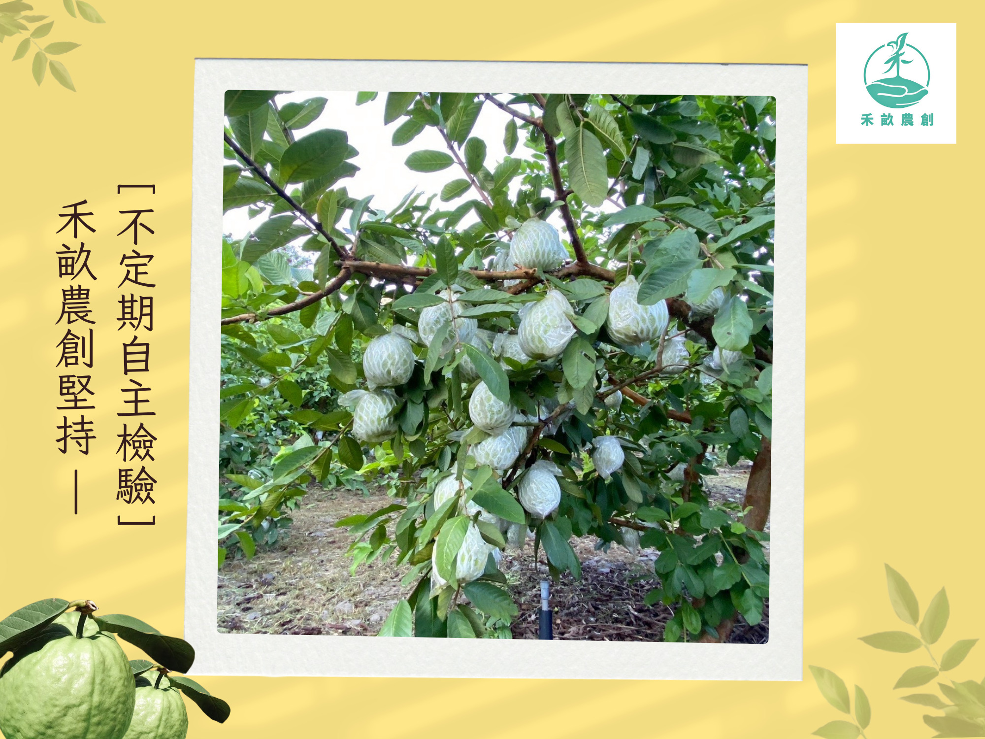 禾畝農創-高雄芭樂｜芭樂宅配｜珍珠芭樂｜芭樂果乾-農產品