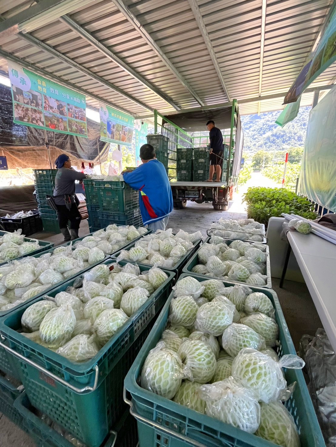 高雄六龜芭樂園｜禾畝農創