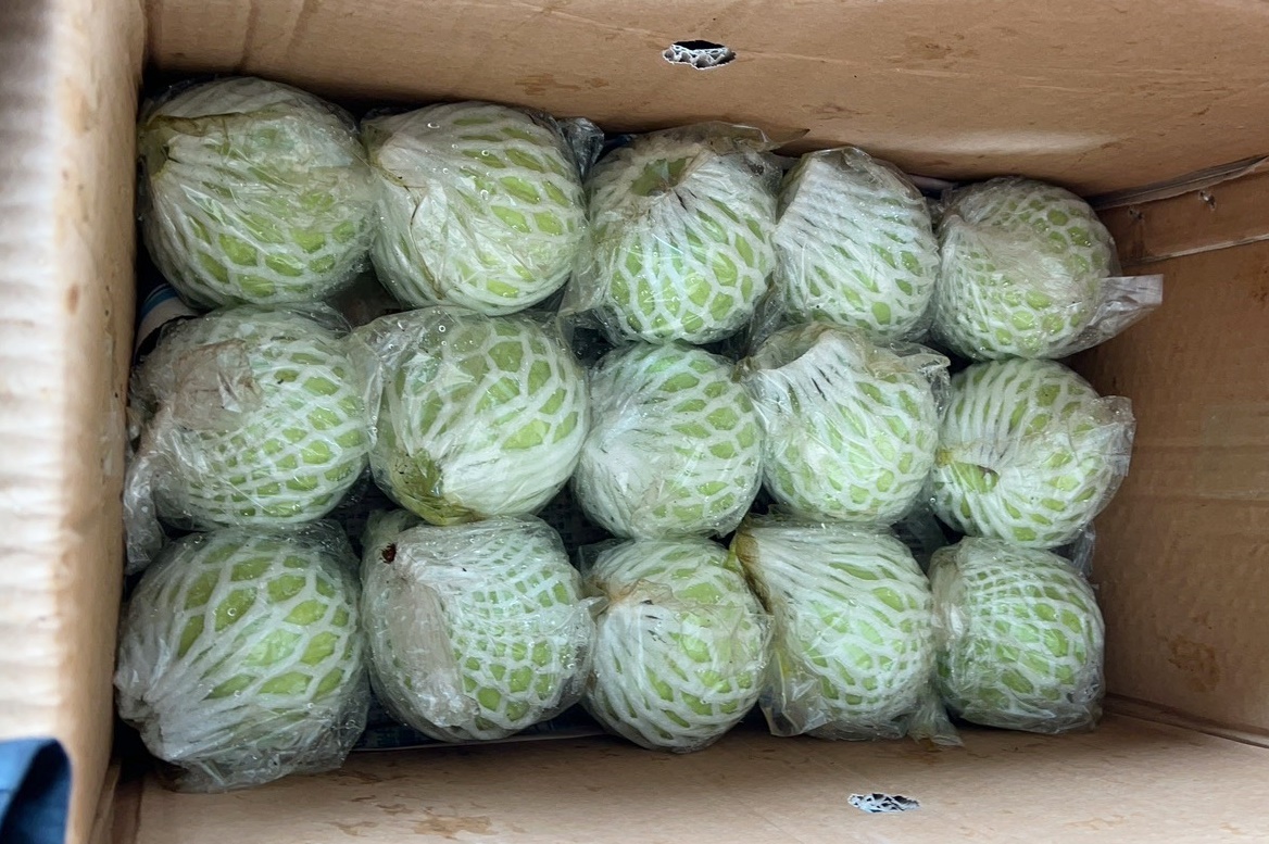 高雄六龜-珍珠芭樂