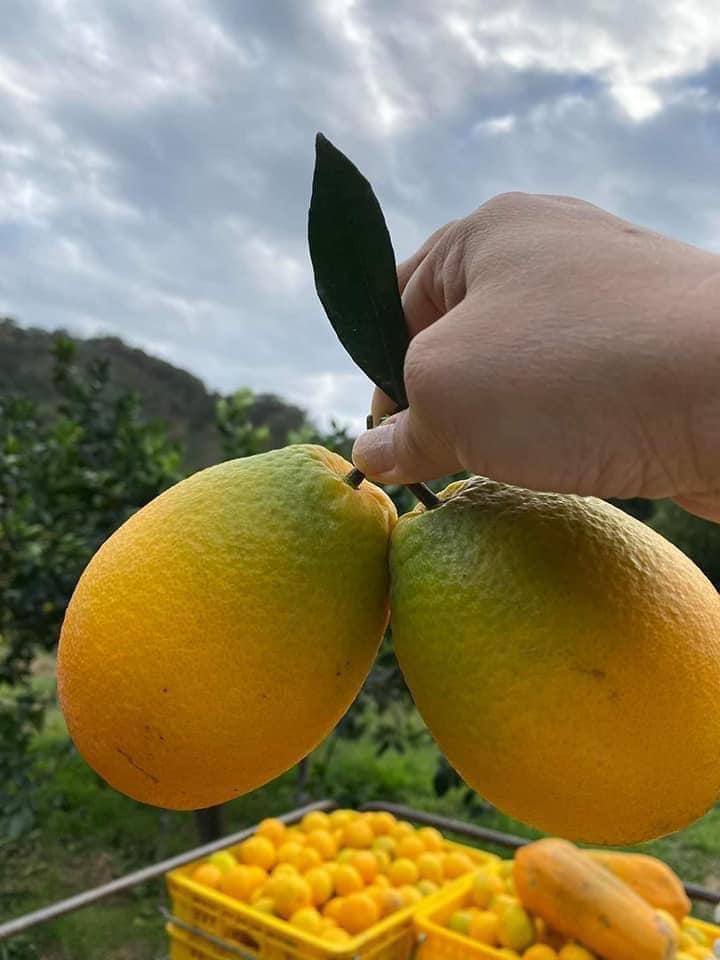 鳳凰橙（原名：木瓜蜜丁）