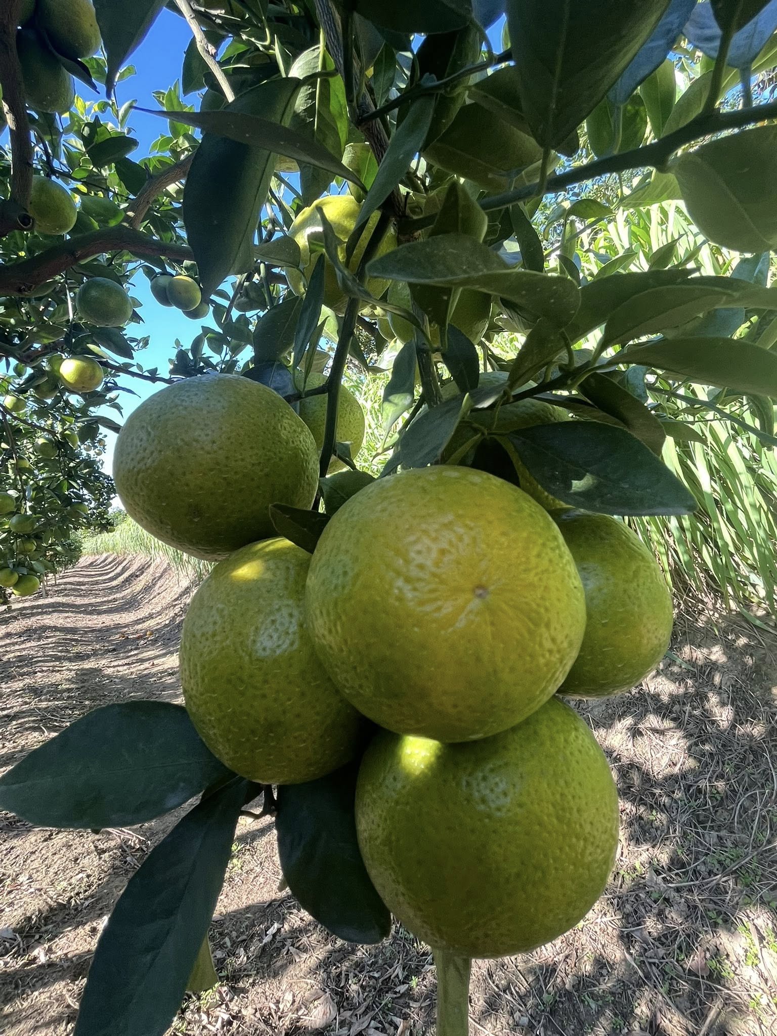 帝王柑（蜜柑）