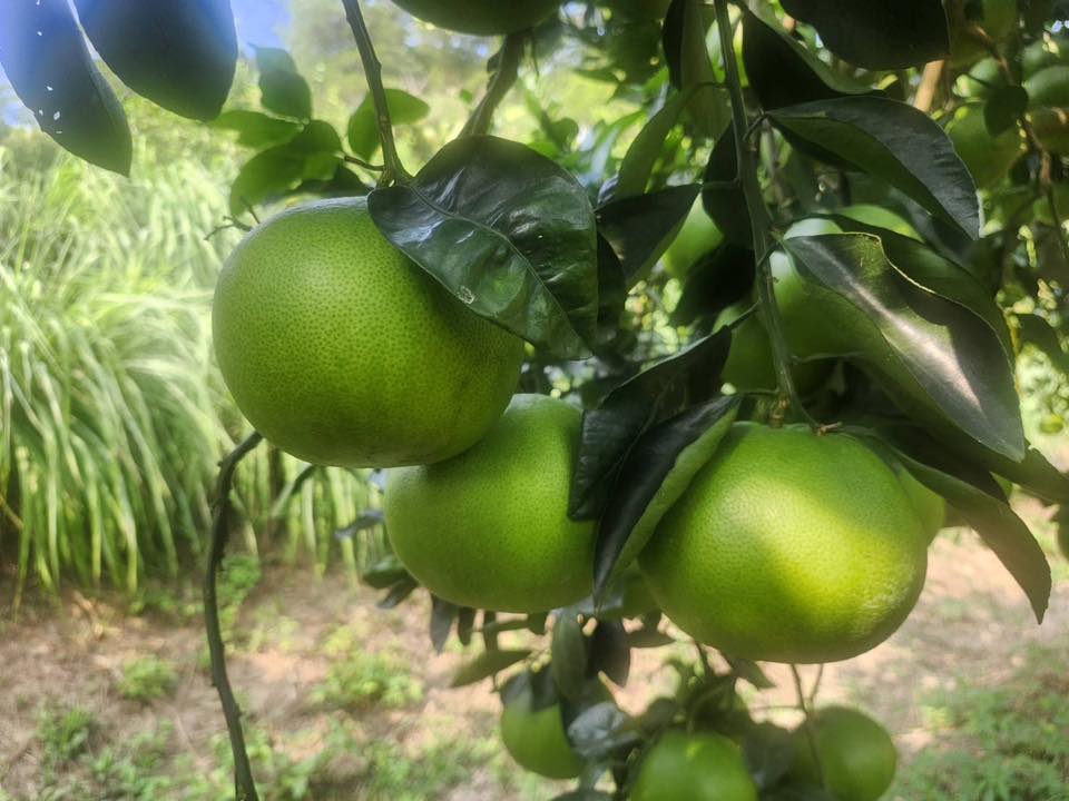 綠寶石（甜蜜蜜）