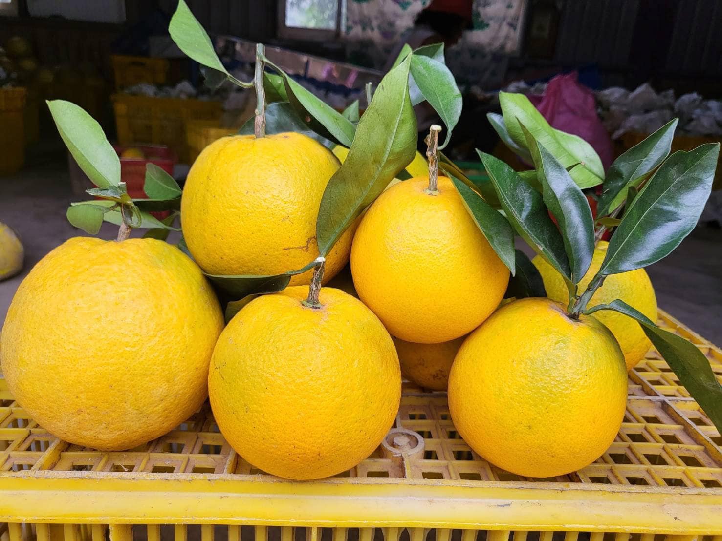 肚臍橙又稱財丁