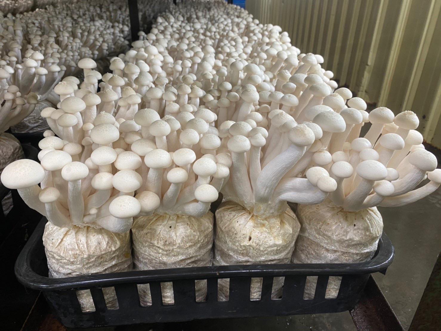  弘嶂生技農場 |  弘嶂農場 | 有機杏鮑菇 | 有機白精靈菇-農產品