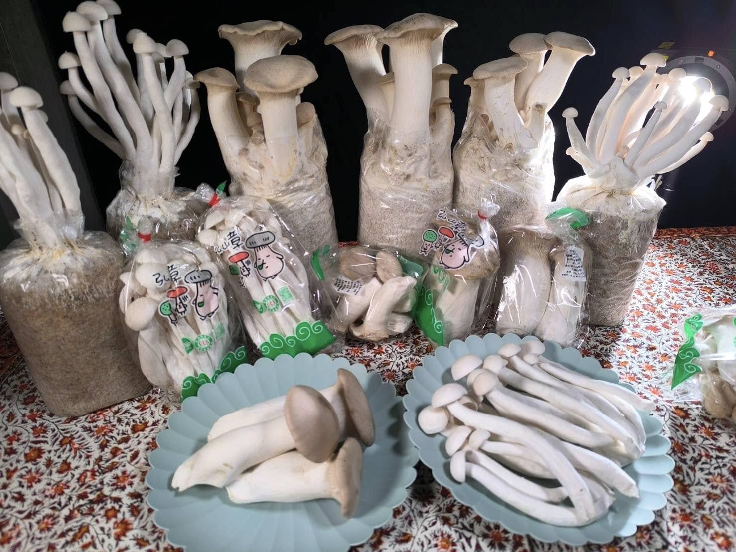 有機杏鮑菇、有機白精靈菇