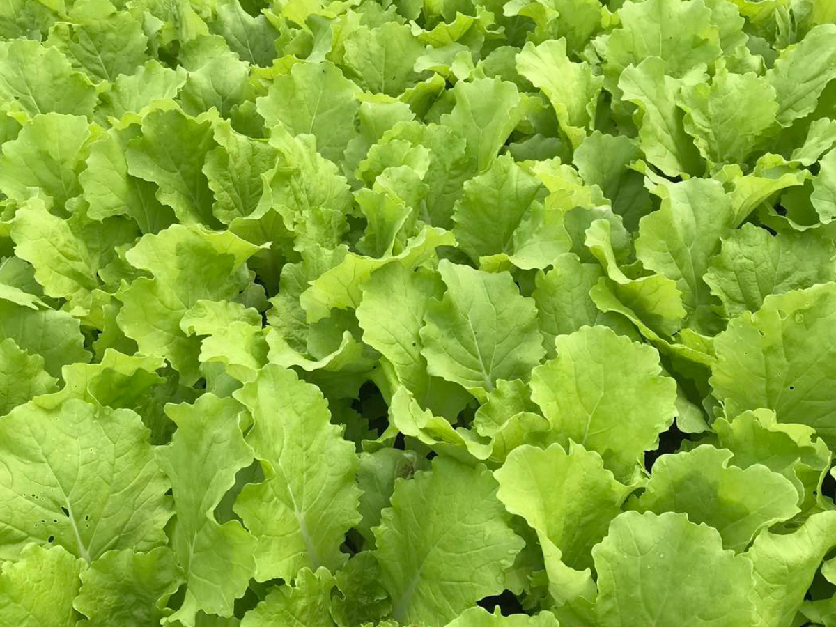 台東有機生態農場 | 有機蔬果-農產品