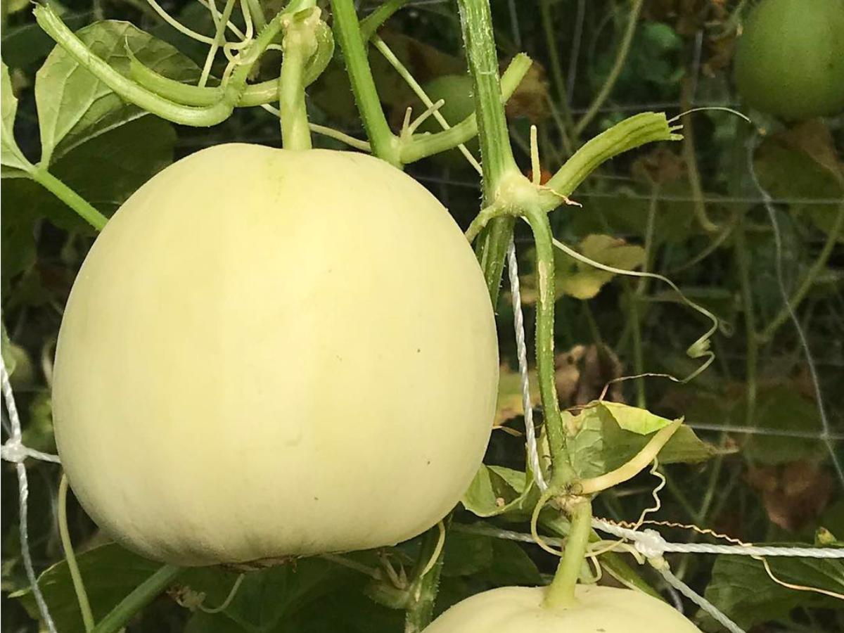 台東有機生態農場 | 有機蔬果-農產品