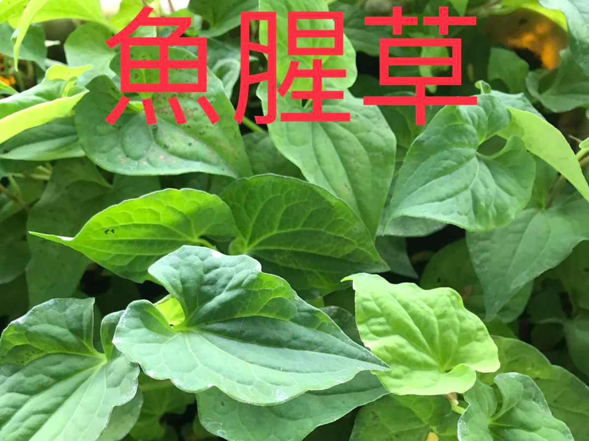 台東有機生態農場 | 有機蔬果-農產品