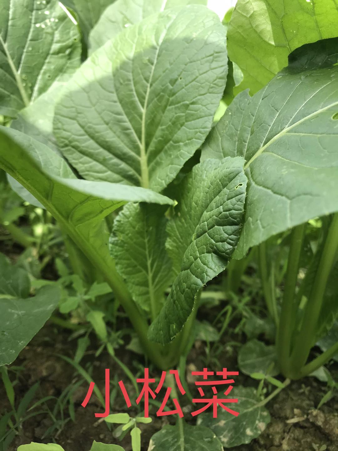 小松菜