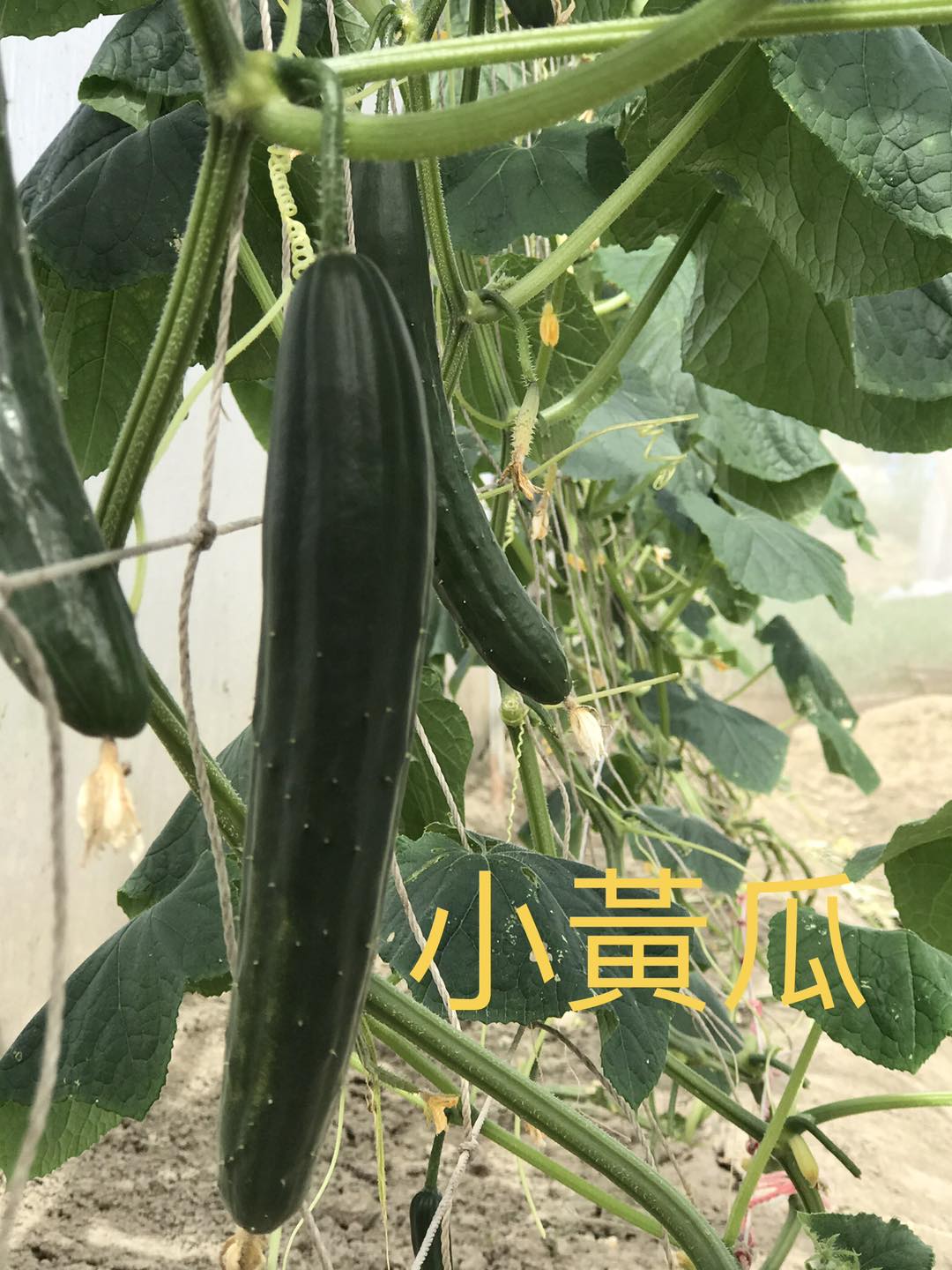 小黃瓜