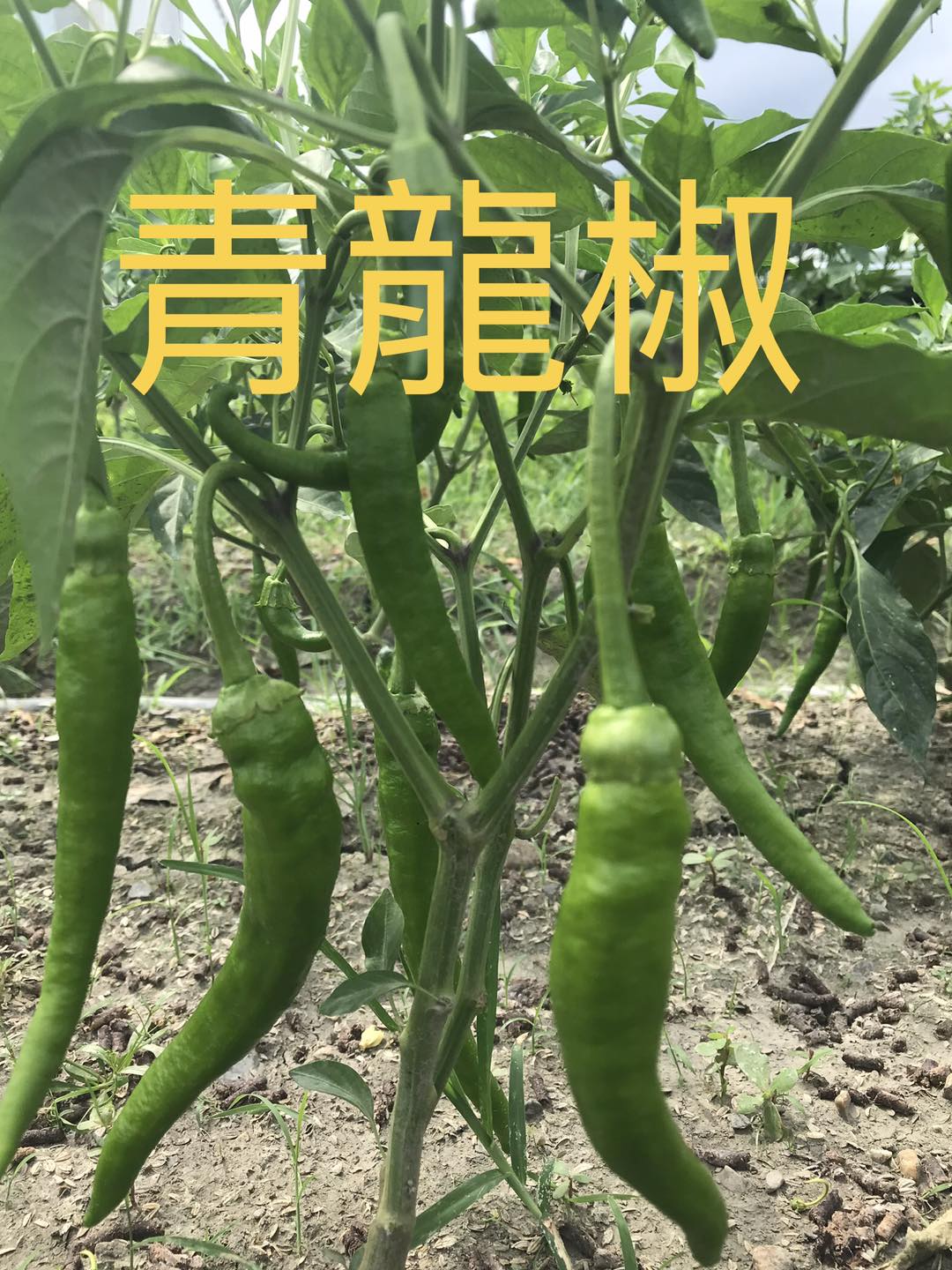 青龍椒