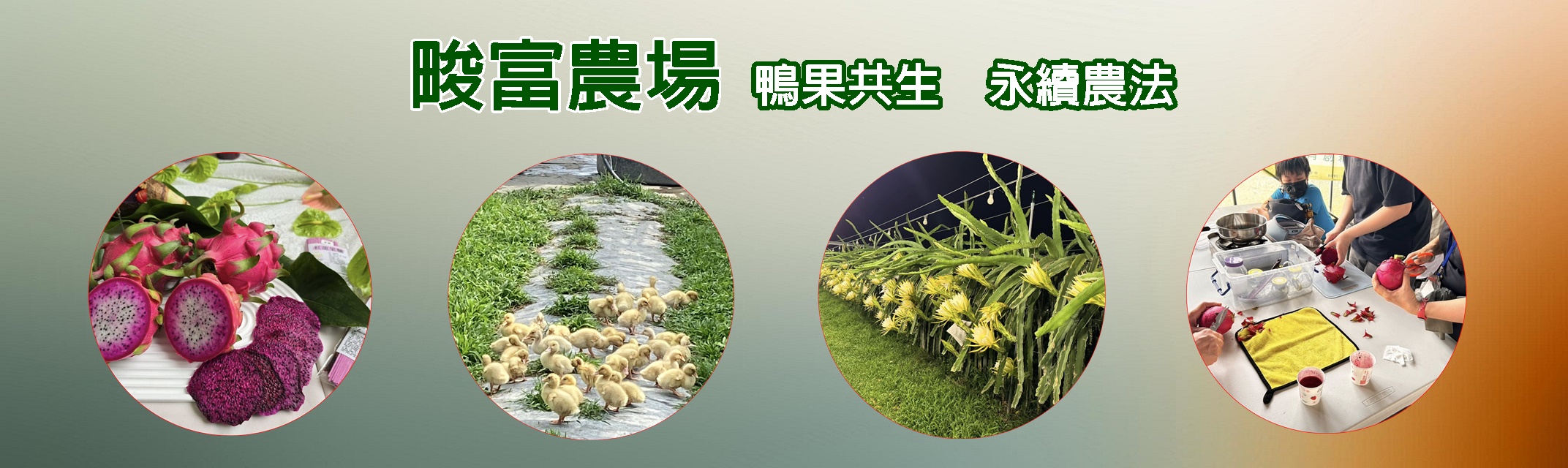 畯富農場~火龍果種植  農作活動體驗-有機農產品