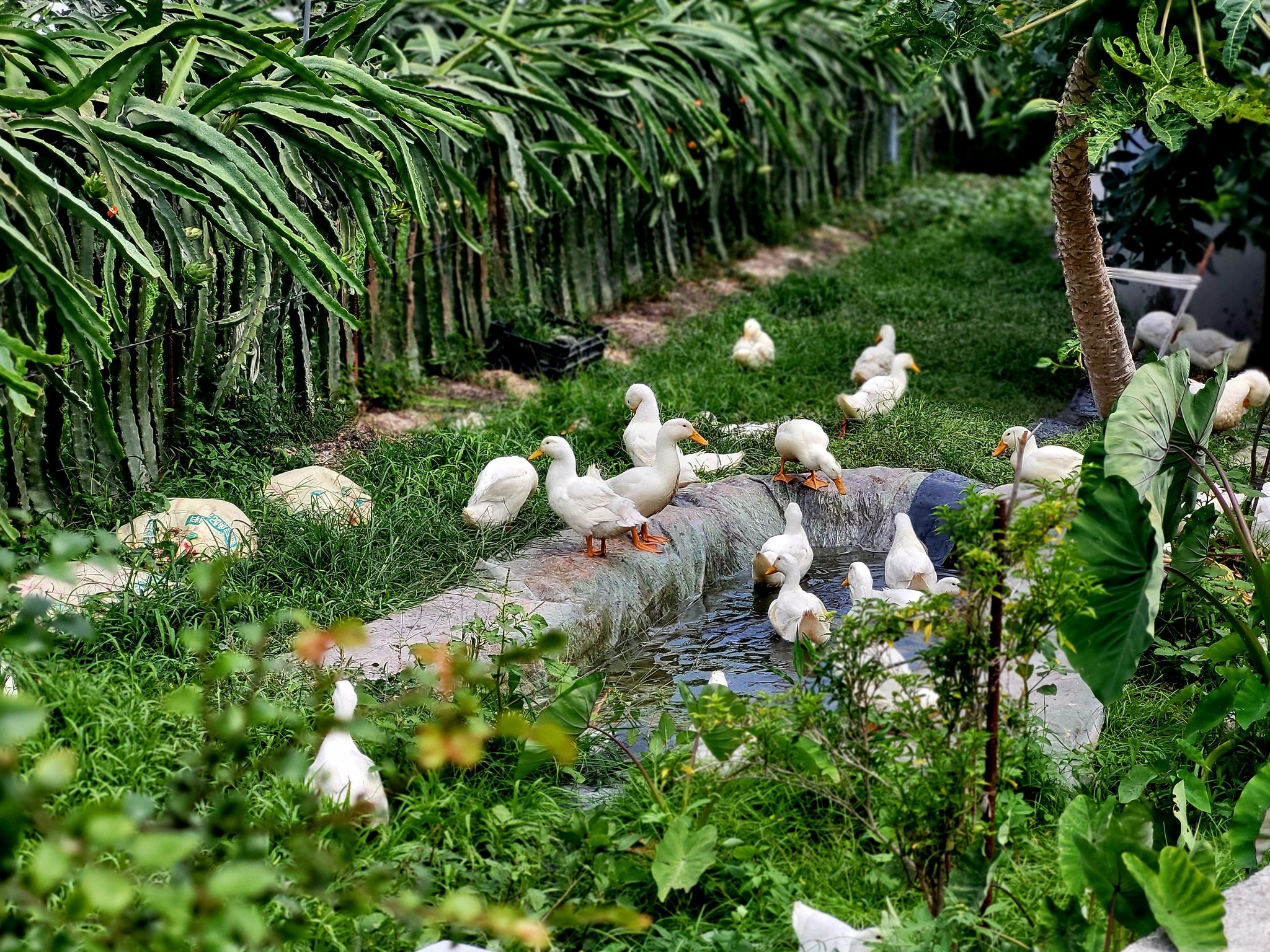 畯富農場~火龍果種植  農作活動體驗-有機農產品