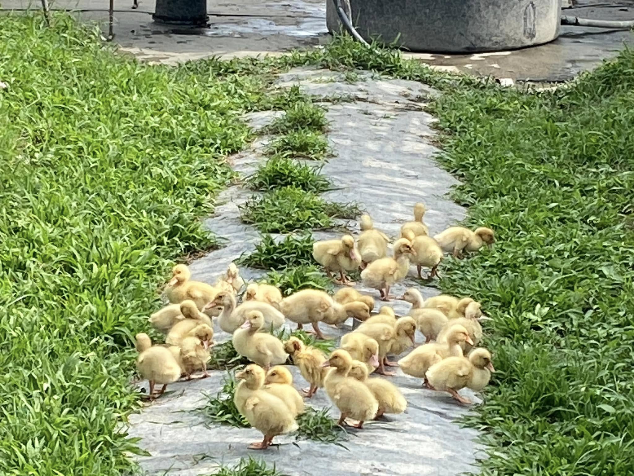 鴨果共生，草生栽培