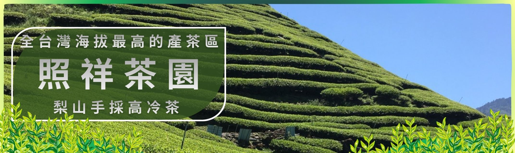 照祥茶園-農產品