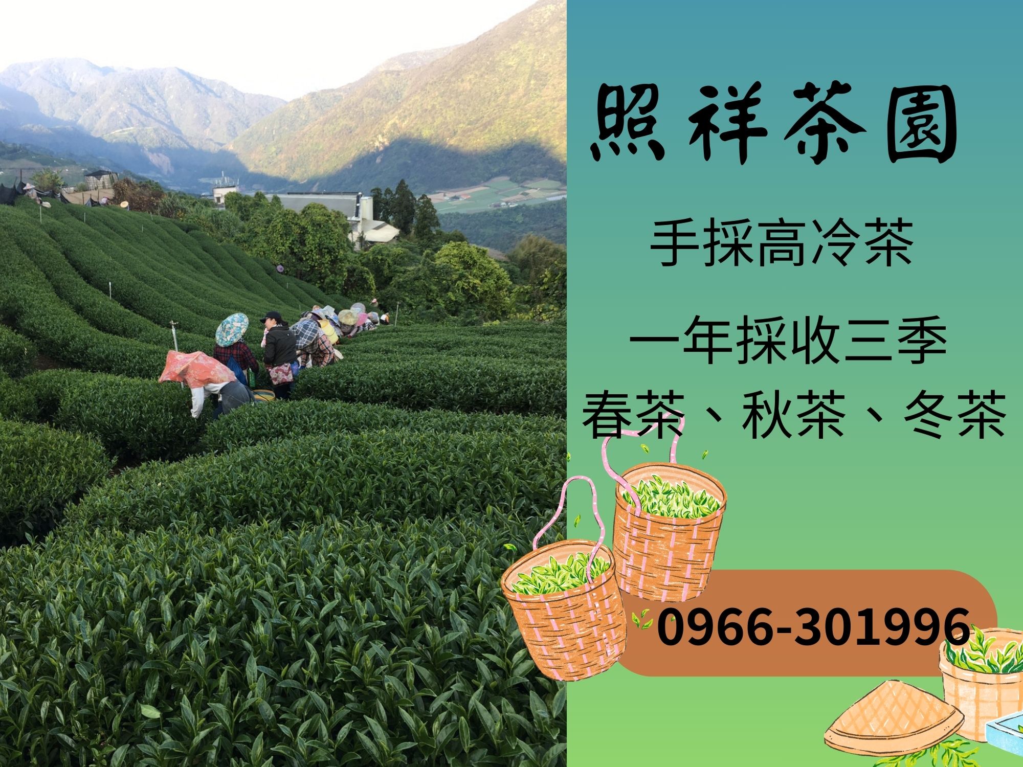 照祥茶園-農產品