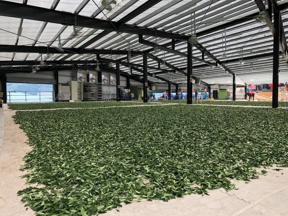 茶葉製程-攪拌/浪菁