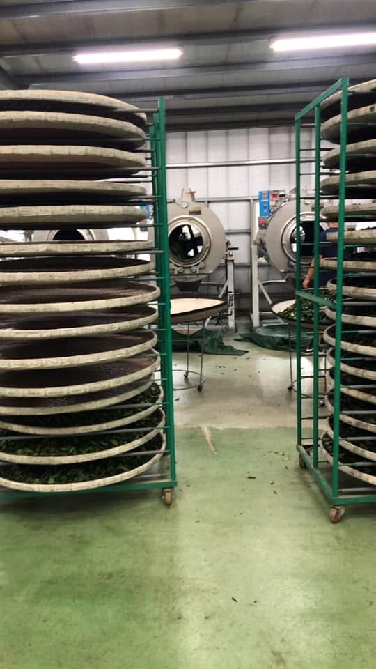 茶葉製程-殺菁、揉捻、乾燥、團揉、焙火