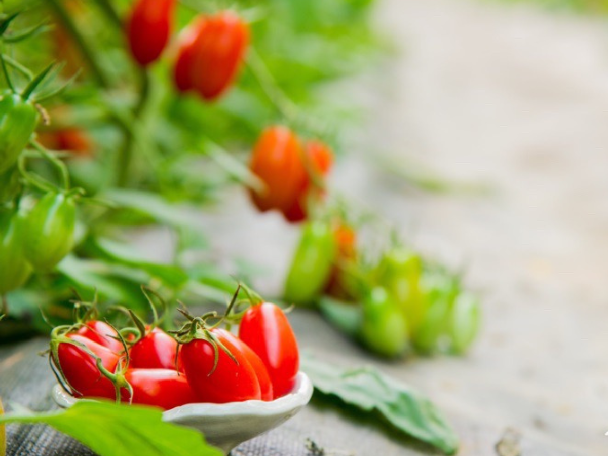 大原山農場 | 網紋洋香瓜 | 嘉義極光哈密瓜 | 玉女小番茄 | 哈密瓜果粹-農產品