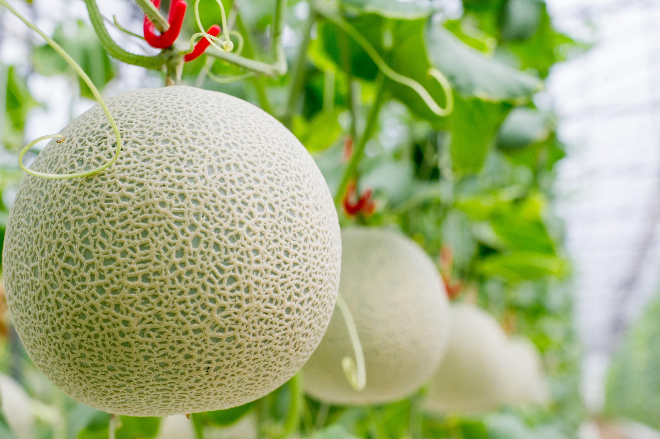 網紋洋香瓜｜大原山的經典香甜