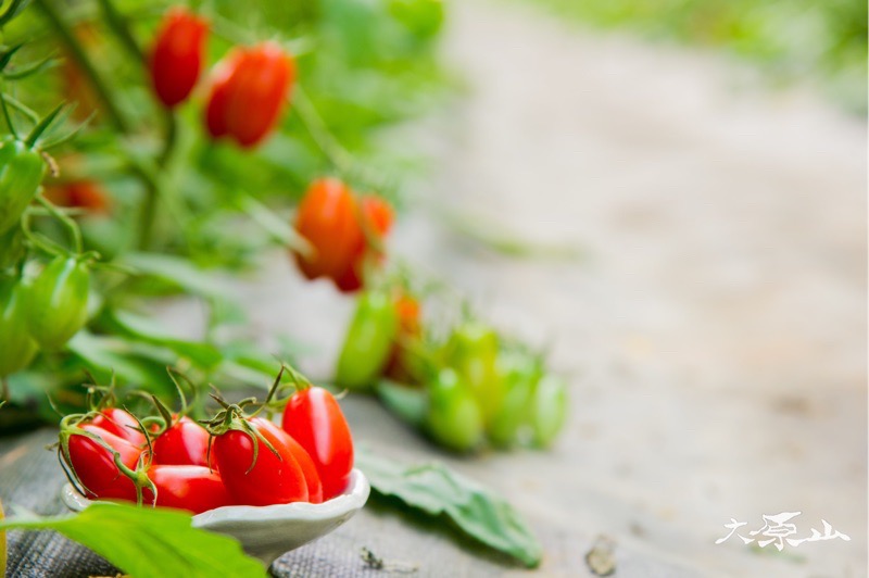 玉女小番茄｜小小一顆，大大驚喜