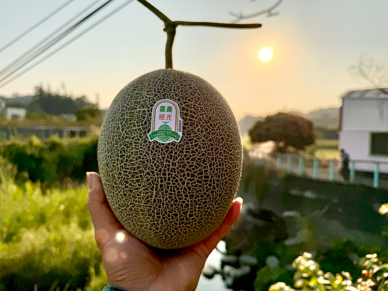 嘉義極光哈密瓜｜如極光般的迷人層次