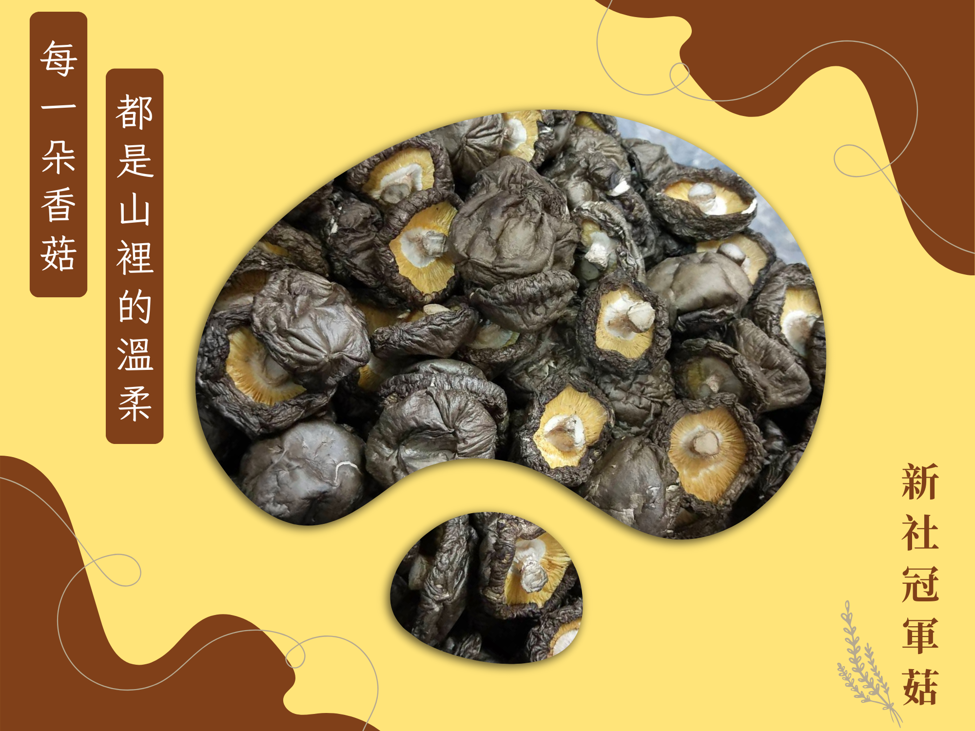 冠軍菇-新社香菇｜新社伴手禮-農產品