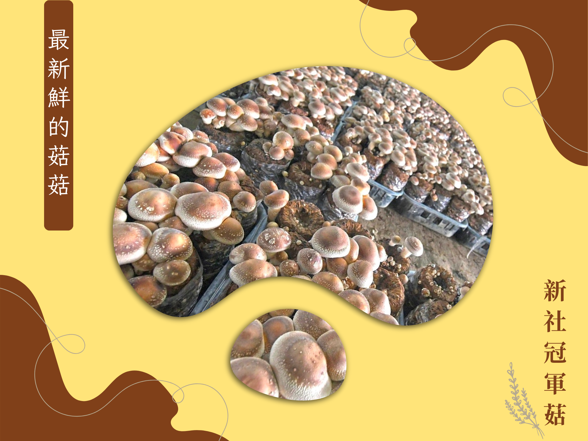 冠軍菇-新社香菇｜新社伴手禮-農產品