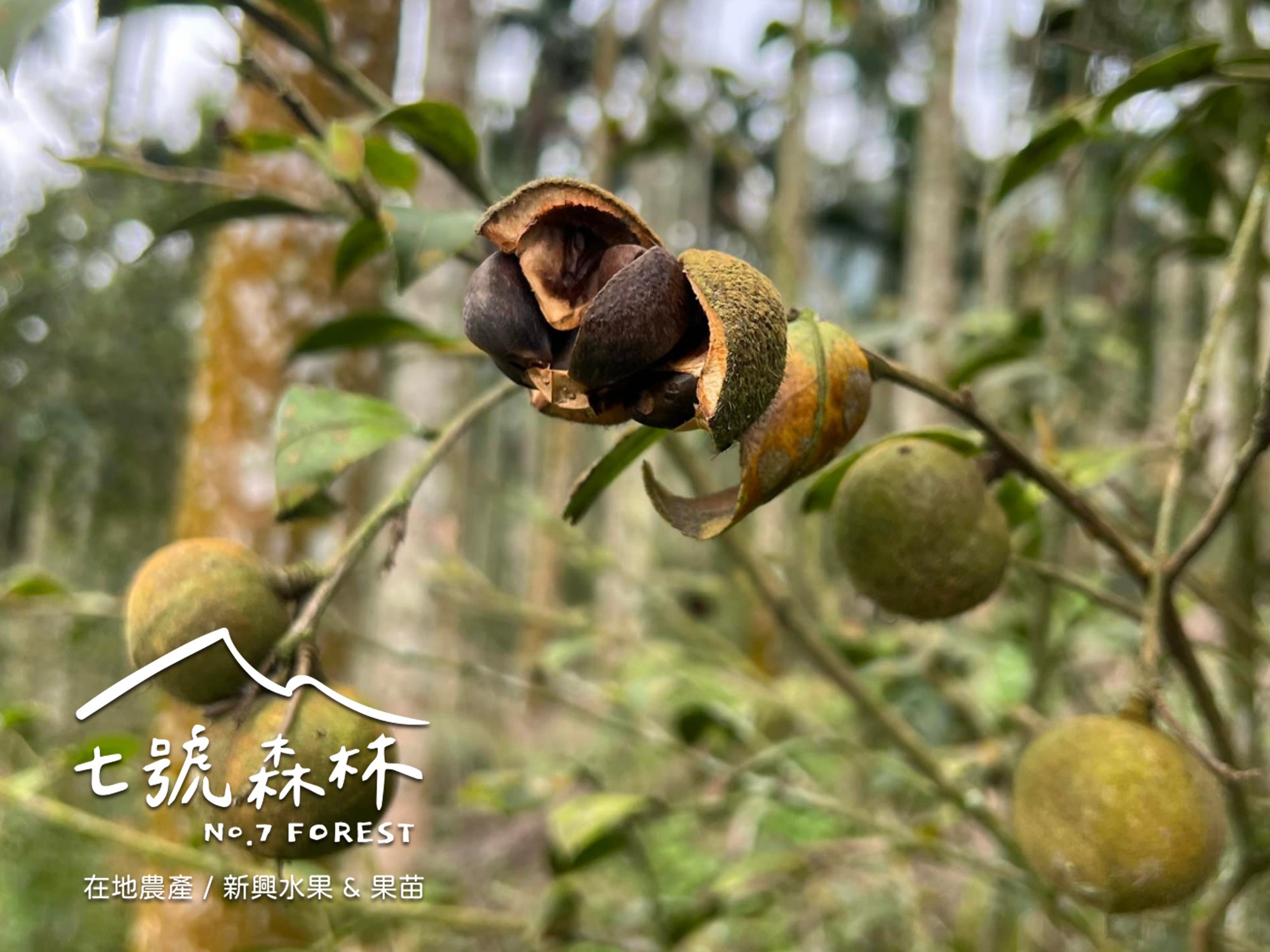 七號森林NO.7 FOREST （預約制）-農產品