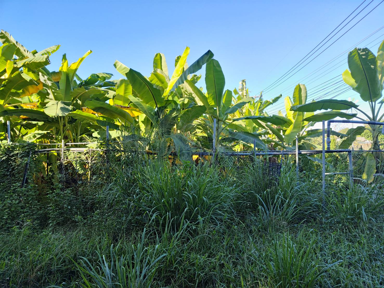 粉芭蕉~正昌有機檸檬