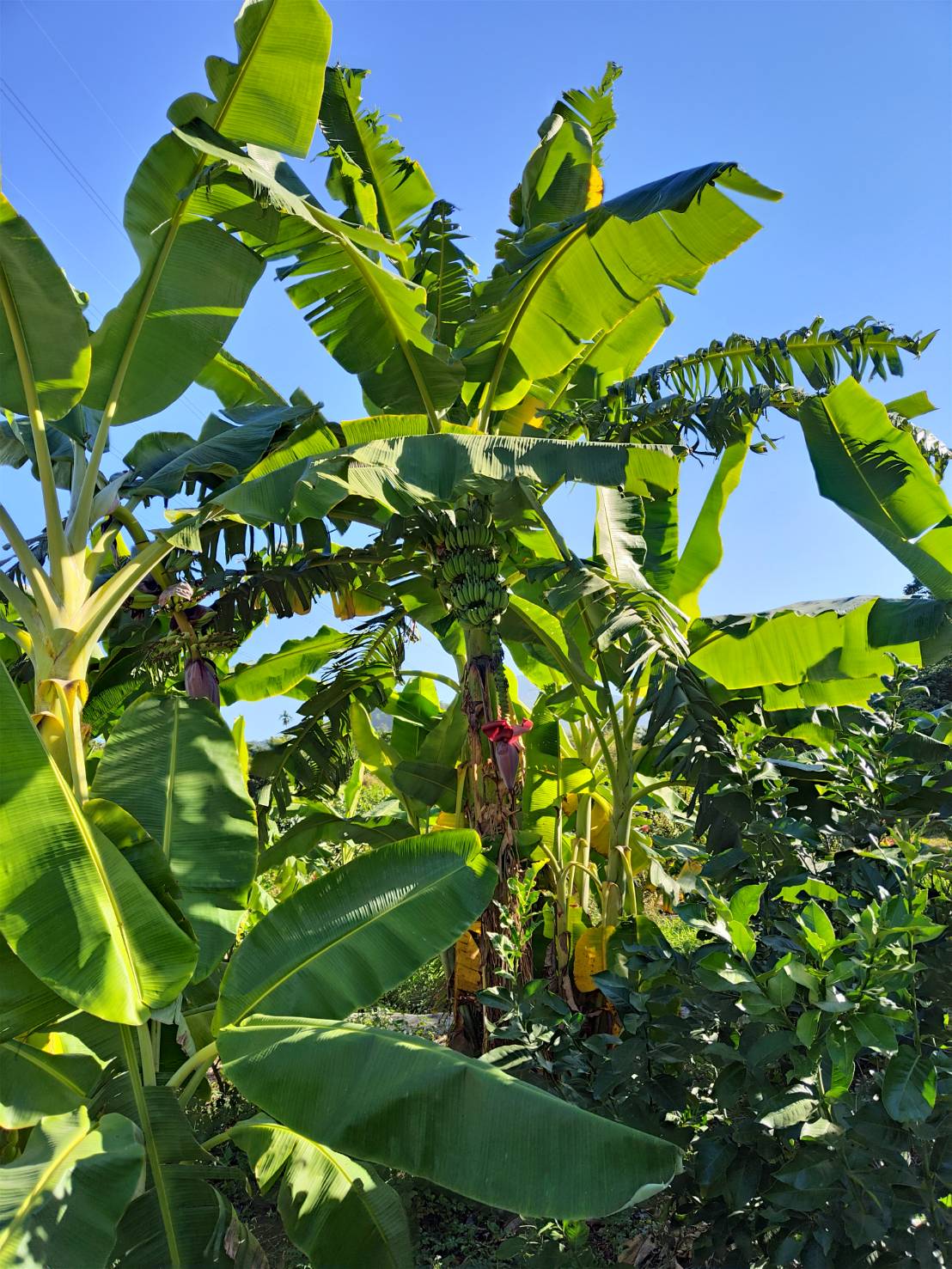 粉芭蕉~正昌有機檸檬