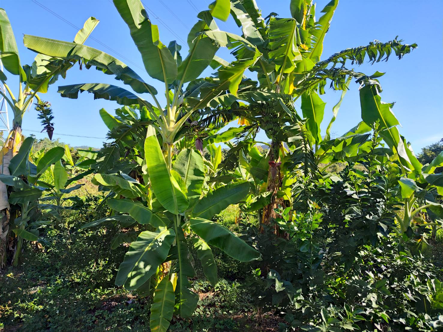 粉芭蕉~正昌有機檸檬