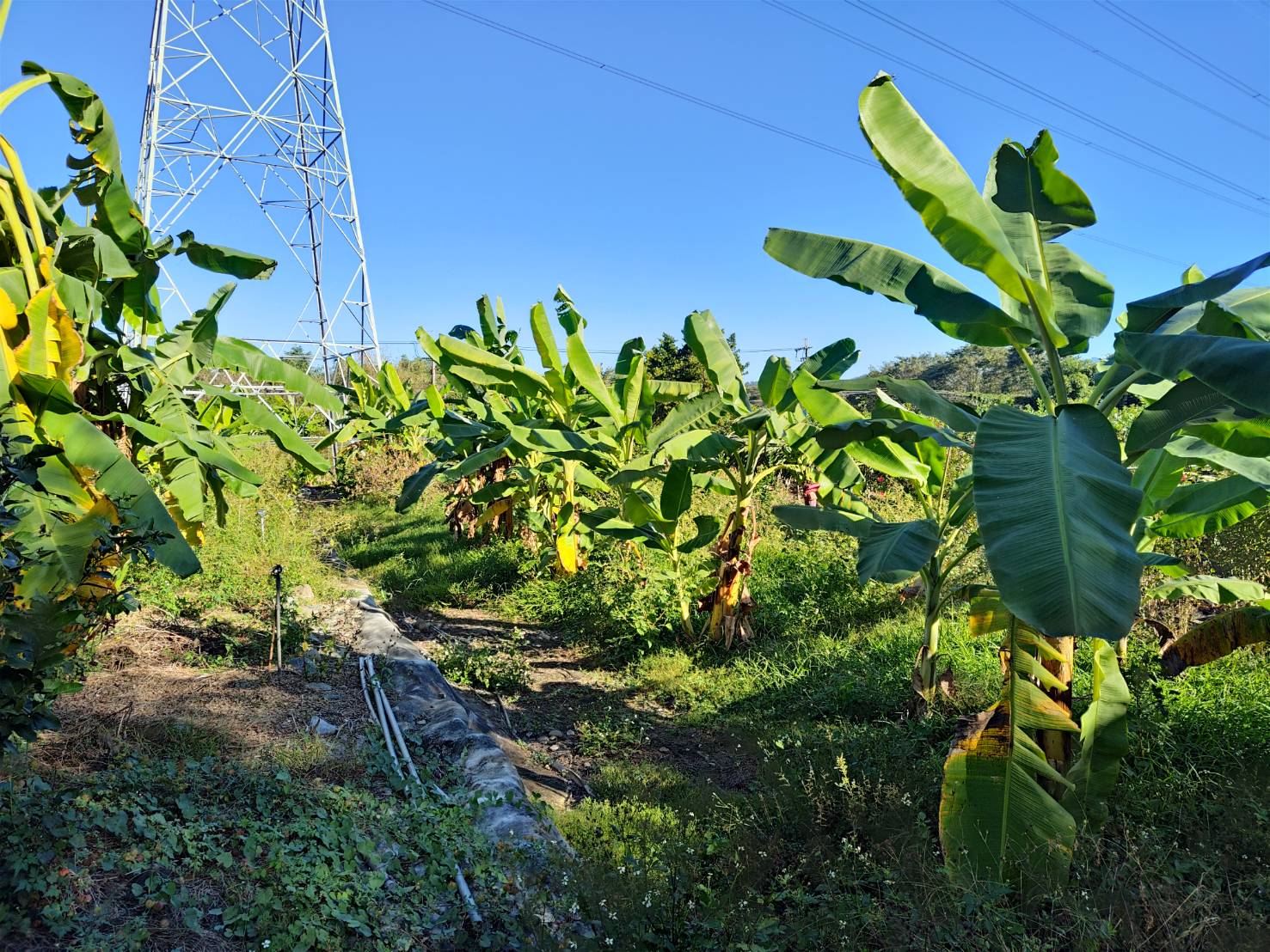 粉芭蕉~正昌有機檸檬